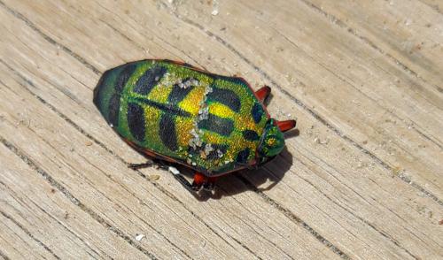 Calidea panaethiopica
